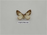 藏品(尺蛾719)的圖片